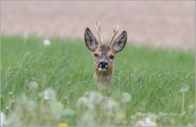 <p>SRNEC OBECNÝ (Capreolus capreolus) Šluknovsko - Jiříkov /European roe deer - Reh/</p>